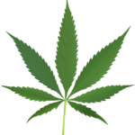 Marijuana Leaf